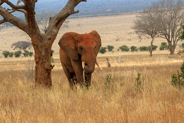 African Kenyan Safari Elephant at Tsavo