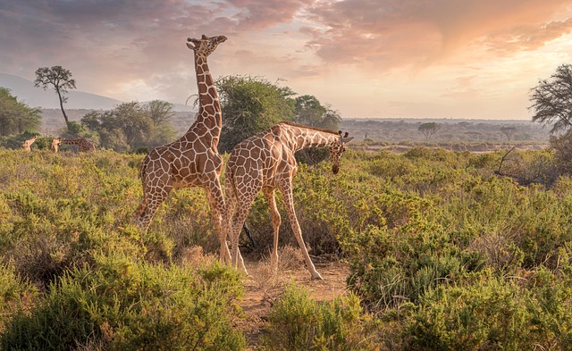 Majestic Kenyan Safari 5Days 4 Nights