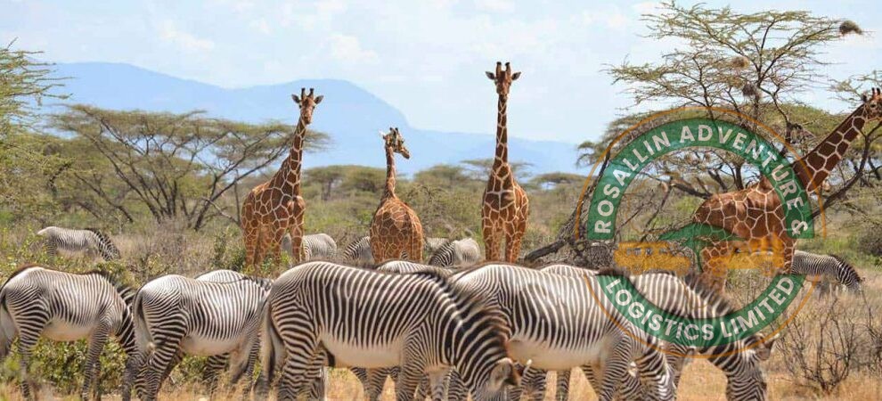 Samburu National Reserve