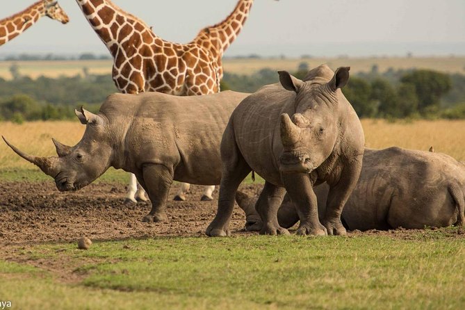 ol pejeta rhino giraffe